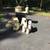 Bee Supplies 2 and 3 frame Splitter Boxes 1 thumbnail