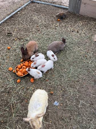 Bunnys 1