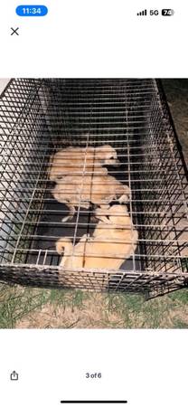 Pyrenees and anatolian shepherds puppies (Oklahoma City)63976603473794122