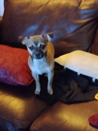 Stolen Puppy63618649628545123