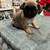 Pug Puppies 8 thumbnail