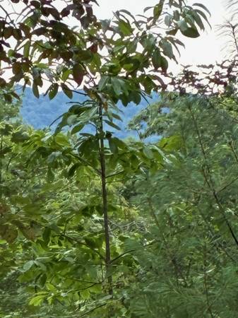 $2,995,000 Propiedad Montañosa Impresionante en el Condado de Fannin, GA 150 acres63661435380227124