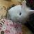 Lionhead bunnies 1 thumbnail
