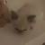 Very rare royal Persian doll face white odd eyes 9 thumbnail