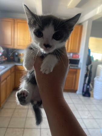 Gatitos para excelentes hogares63873028013441122