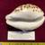 Seashells, Huge Tiger Cowries 16 thumbnail
