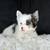 2 blue eyed yorkie puppy 1 thumbnail