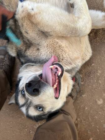 Rescued Husky 1