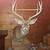 8 point Whitetail deer pedestal mount 2 thumbnail