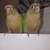 Two Tame Baby Conures 1 thumbnail