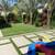 Date Palm Summer Special thru Sept 30th! (12'-14' TRUNK) 11 thumbnail