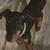 3 female 12 week old Doberman 3 thumbnail