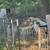 Weaned Dairy Bucklings 3 thumbnail