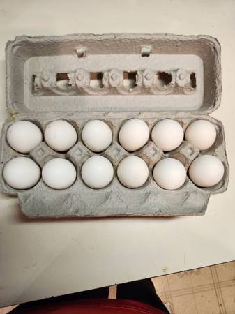 White Eggs 1
