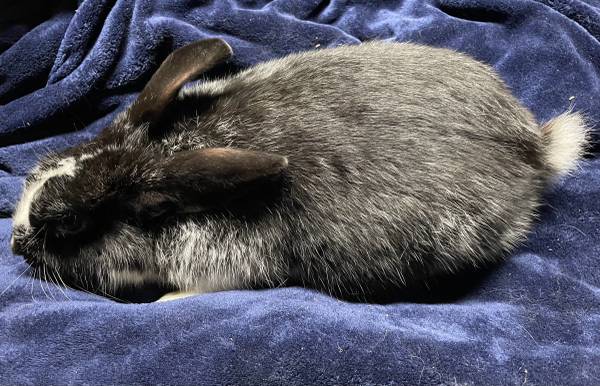 Bunny for sale 1