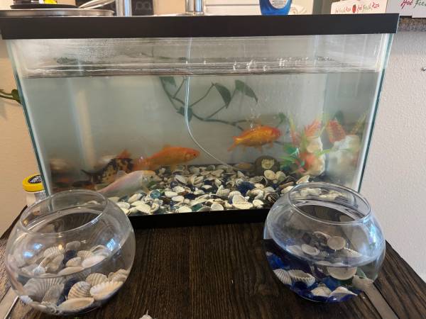 Pez dorado y tanque 40! (Kennewick)63411061327235123
