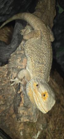 Bearded Dragon