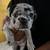 Frenchie Boston Terrier 3 thumbnail