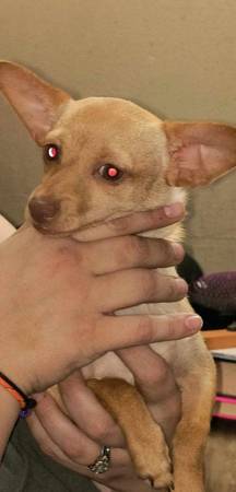 Chihuahua needs home63993568484226124