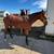 4 year old thoroughbred 3 thumbnail