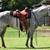 Horses 20 thumbnail