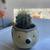 Golden barrels cactus 8 thumbnail