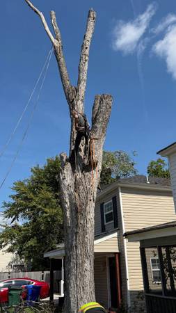 All in one tree service (we beat everyone price) 1