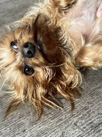 Yorkie rehome63829968270081123