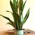 Beautiful Statement Snake Plants 2 thumbnail