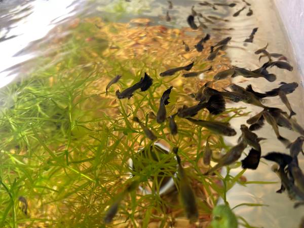 Guppies (Shelton)63874561104129122