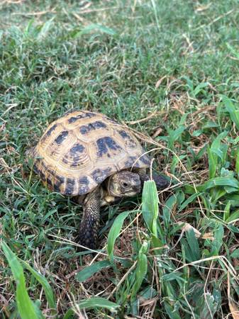 Tortuga rusa - $18563440406954113120