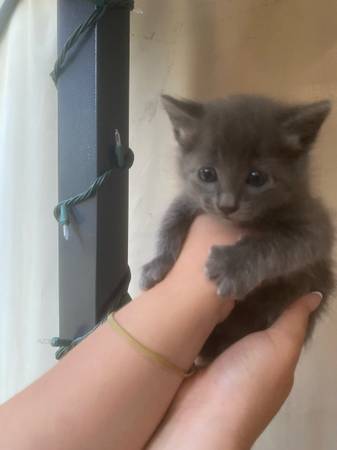 20$ kittens (Kent)63697509148289121