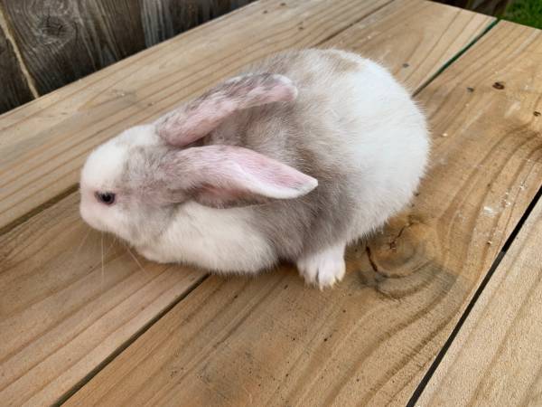 Tamuk Rabbit, meat rabbits, bunny bunnies 1