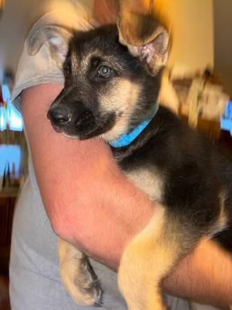 German shepard puppies need a new home (Aurora)63963640200707124