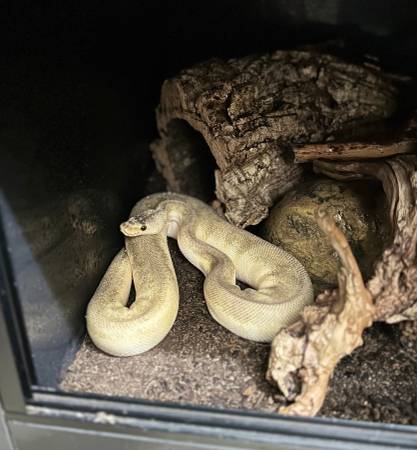 Rehoming Ball Python and California Kingsnake hybrid (Bronx)63887462472961120