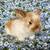 Rabbits 2 thumbnail