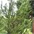 Big Tree Nursery 7 thumbnail