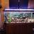 Bristlenose plecos 2 thumbnail