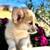 Active Corgi Puppies 1 thumbnail