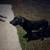 Black Lab Dog 4 thumbnail