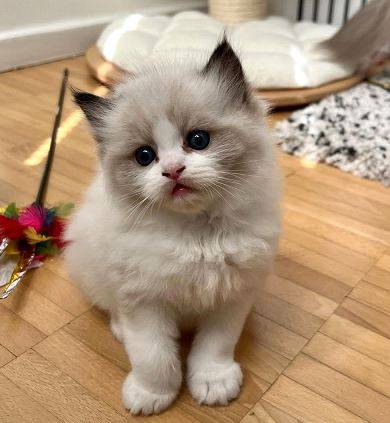 Ragdoll friendlyKitten 1