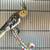 Cockatiels 4 thumbnail