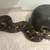 Boa constrictor Longicuada 1 thumbnail
