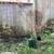 Plant for sale 4 thumbnail