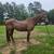 Clover Saddlebred X Mare 3 thumbnail