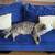 Blue suede sofa 1 thumbnail