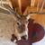 10Pt Vintage White-Tail Deer Head Taxidermy Mount Unusual 7 thumbnail