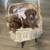 Toy poodles 3 thumbnail