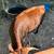 Cattle--Dexter Heifer 7 thumbnail