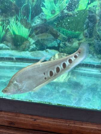 Knife fish live (Elk Grove)63848875027971120